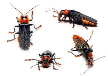 Asker böceği ( Cantharidae )