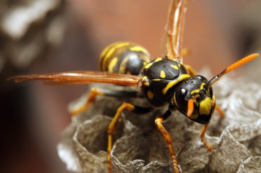 canlı sarı ceket wasp Close-Up