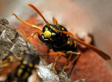 canlı sarı ceket wasp Close-Up