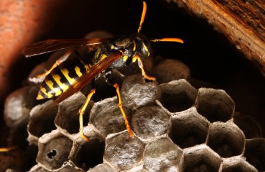 eşek arısı ve onun petek