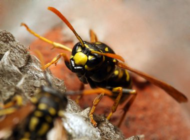 canlı sarı ceket wasp Close-Up