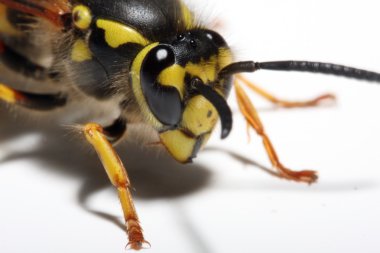 canlı sarı ceket wasp Close-Up