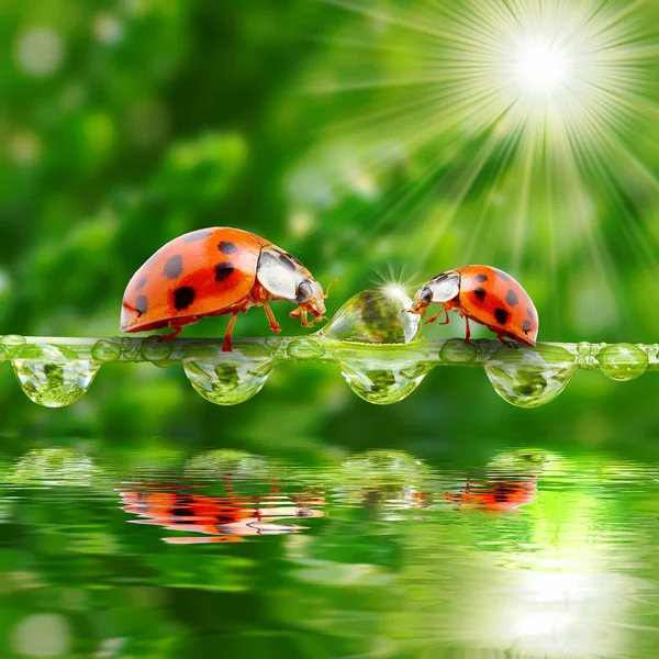 Marienkäferfamilie auf einem taufrischen Gras. — Stockfoto