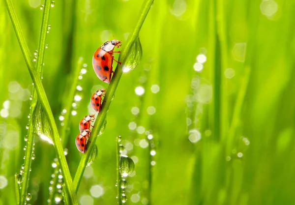 瓢虫家庭上露水的草. — 图库照片