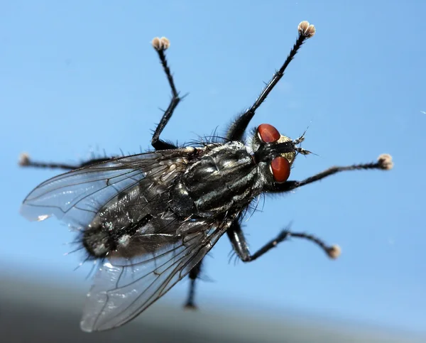 Falling Fly — Stock Photo, Image