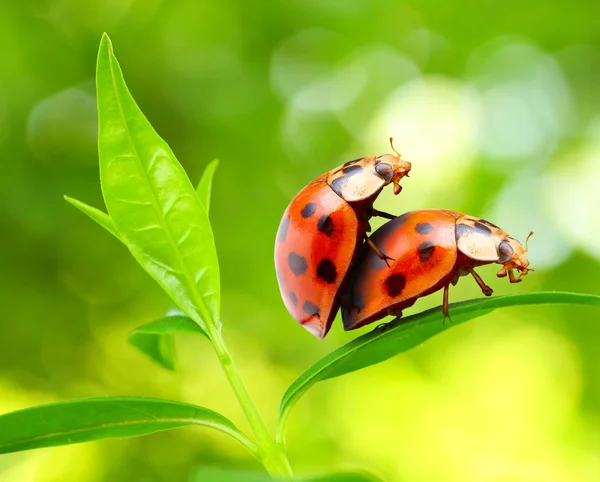 Dragoste-making ladybugs cuplu — Fotografie, imagine de stoc