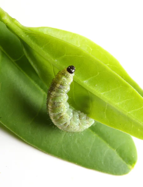 Chenille sur feuille verte — Photo