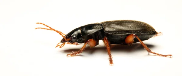 Adulto Tenebrio molitor (Meal-escarabajo ) — Foto de Stock