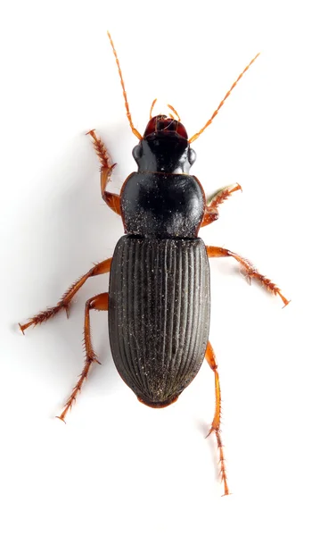 Dorosły tenebrio molitor (posiłek chrząszcz) — Stok fotoğraf