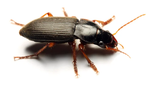 Adult Tenebrio molitor (Meal-beetle) — Stock Photo, Image