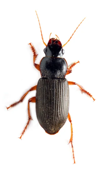 Adult Tenebrio molitor (Meal-beetle) — Stock Photo, Image