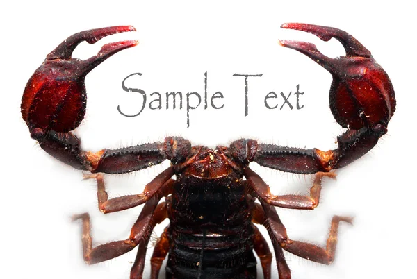 Scorpion extremely — Stock Photo, Image