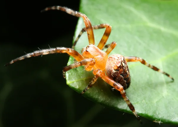 Araneus diadematus — Zdjęcie stockowe