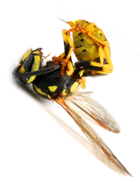 Ölü Avrupa hornet (vespa crabro) — Stok fotoğraf