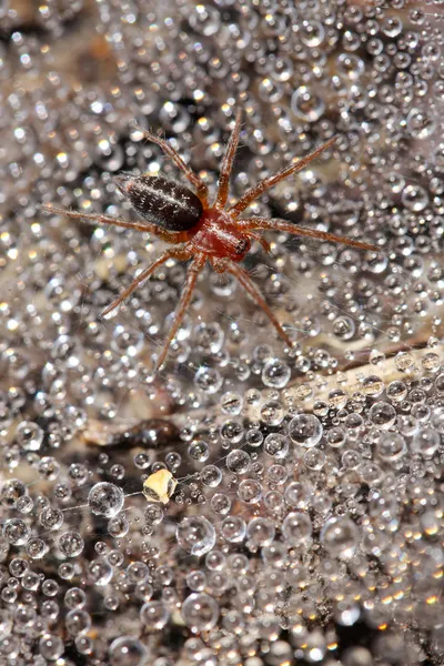 Spider Pisaura mirabilis on a wet web. — Stock Photo, Image