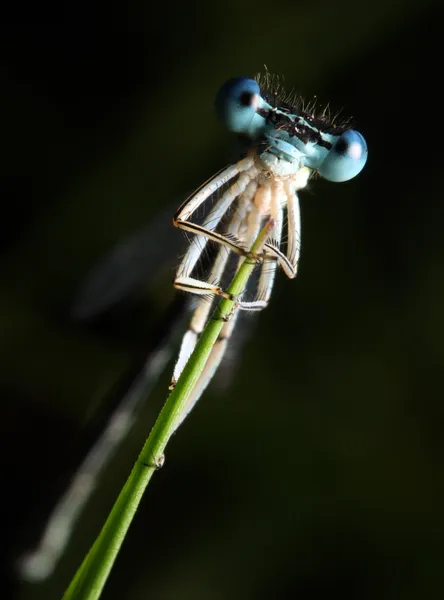 Blue dragonfly on a flower - funny portrait — Stock Photo, Image