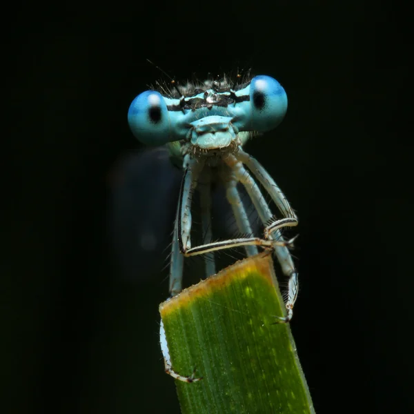 Blue dragonfly op een bloem - grappige portret — Stockfoto