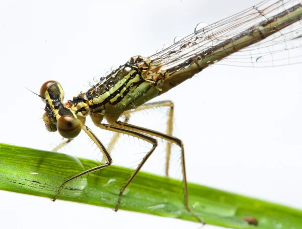 Gröna dragonfly — Stockfoto