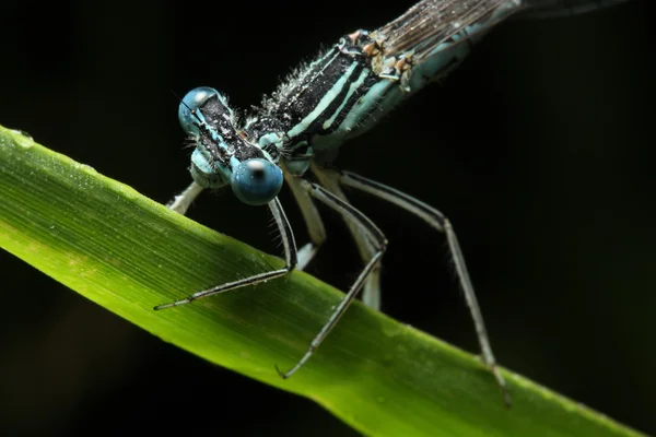 Libélula azul en una flor - retrato divertido — Foto de Stock