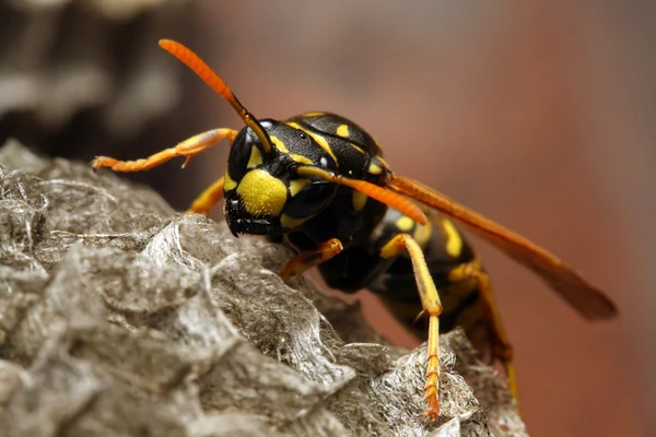 Canlı sarı ceket wasp Close-Up — Stok fotoğraf