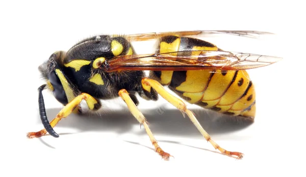 Close-up of a live Yellow Jacket Wasp — Stock Photo, Image