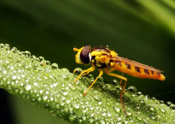 Wasp on a dewy leaf — Stock Photo, Image