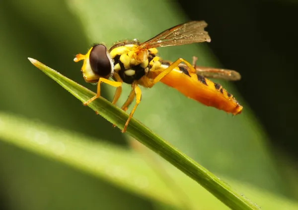 Wespe auf einem taufrischen Blatt — Stockfoto