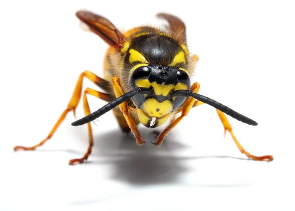 Close-up of a live Yellow Jacket Wasp — Stock Photo, Image