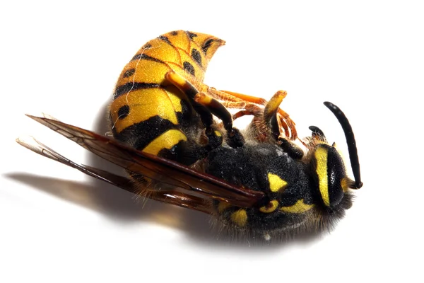 Öldürülen sarı ceket wasp Close-Up — Stok fotoğraf