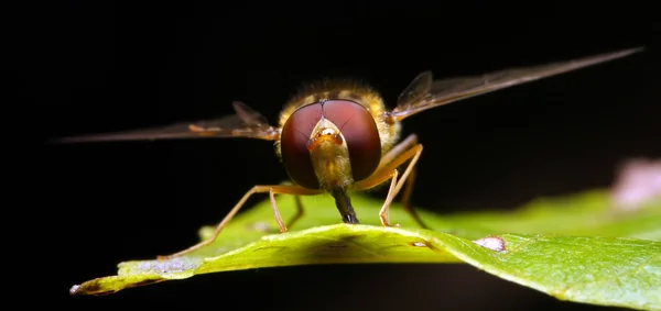 Wasp on a green leaf — Stock Photo, Image