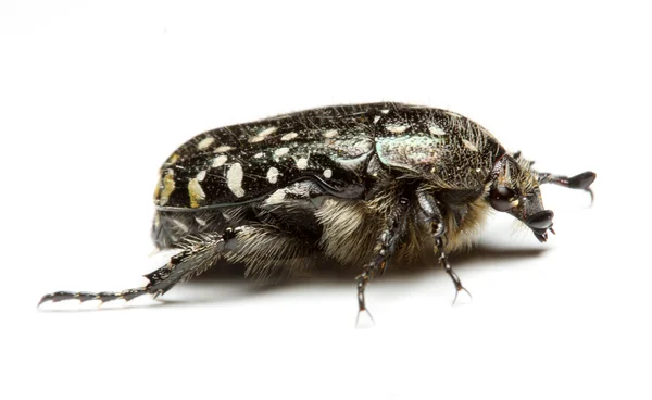 Cetonia aurata (Rose chafer) — Stok fotoğraf