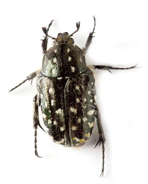 Cetonia aurata (Rosenkäfer)) — Stockfoto