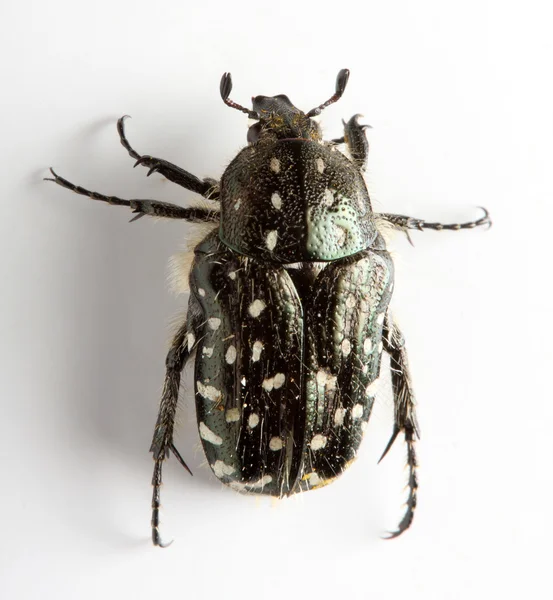 Cetonia aurata (Rose chafer) — Stock Photo, Image