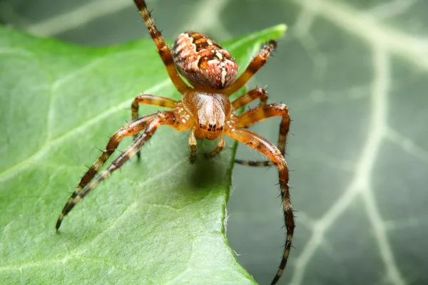 Araneus diadematus — Stock Image Araneus diadematus Stock Photo