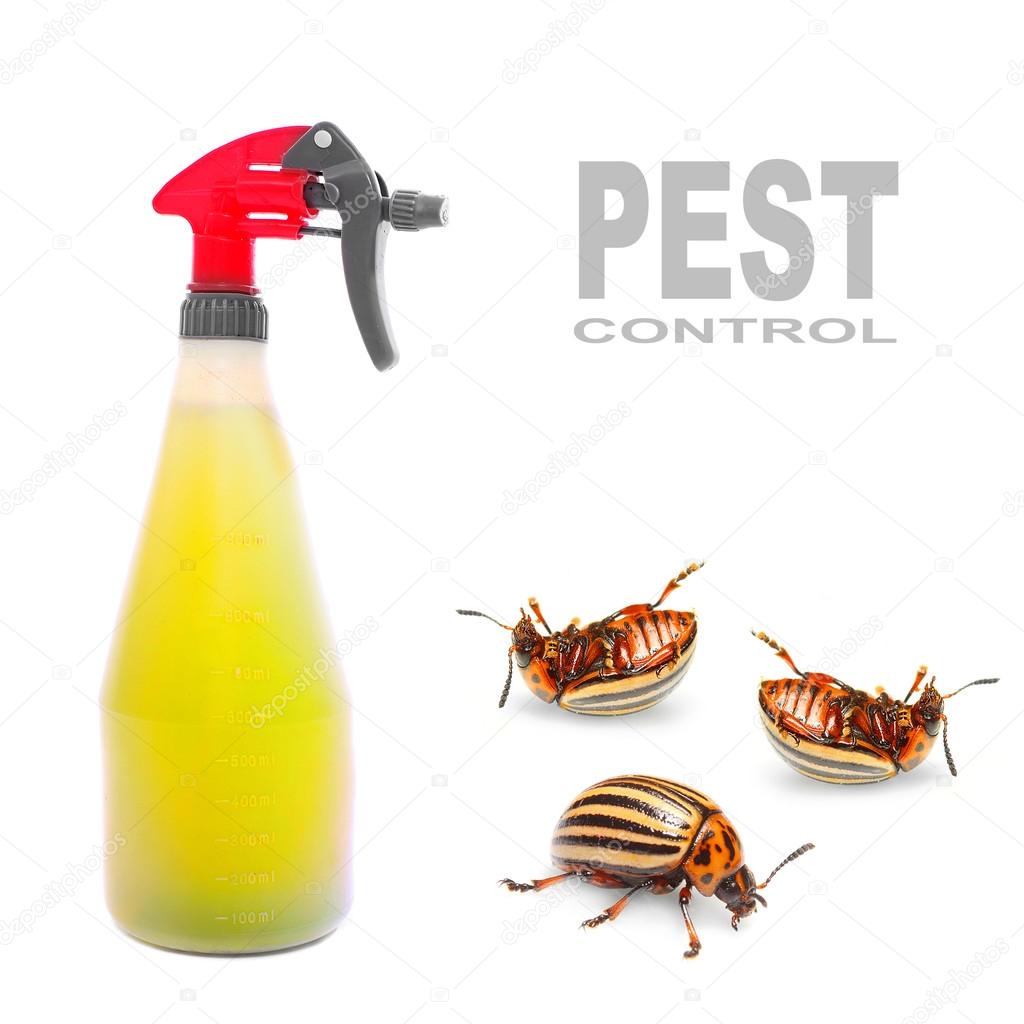 Plastic sprayer with insecticide and The Potato Beetle.