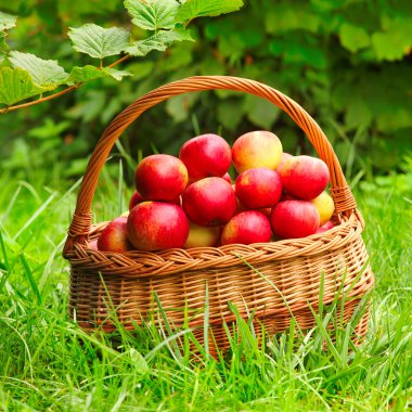 Kırmızı ve sarı elma sepeti - sonbahar kırsal Garden.