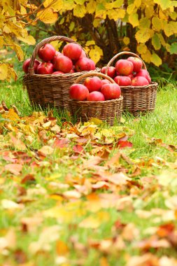 Olgun taze elma sepeti. bio Garden üzerinde tema sonbahar resim.