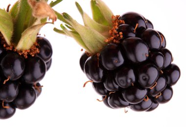 The blackberry (Rubus fruticosus) clipart