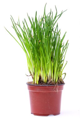 tencerede taze bıçak