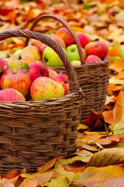 sepet içinde kırmızı ve sarı elmalar