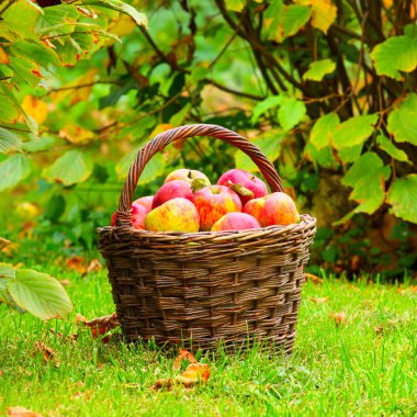 sepet içinde kırmızı ve sarı elmalar