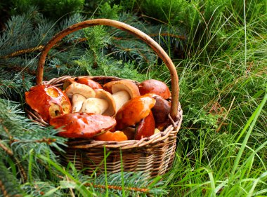 yabani mantar sepeti.