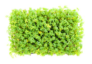 Garden cress
