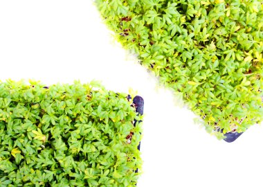 Garden cress