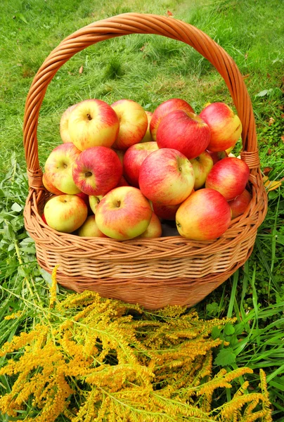 Rode en gele appels in de mand - herfst op de landelijke tuin. — Stockfoto