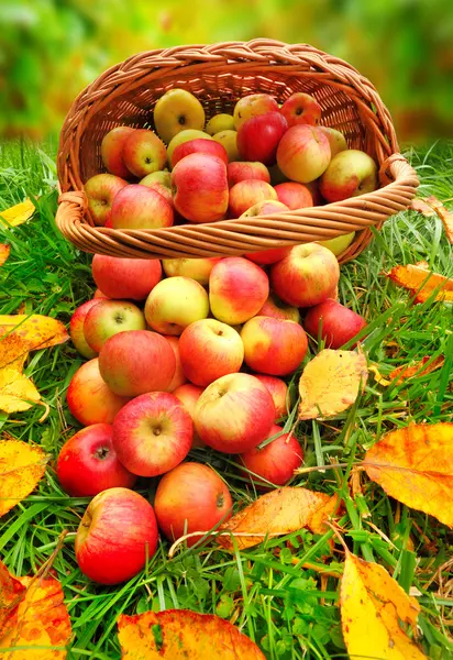 Красные и желтые яблоки в корзине - Осень в сельском саду . — стоковое фото