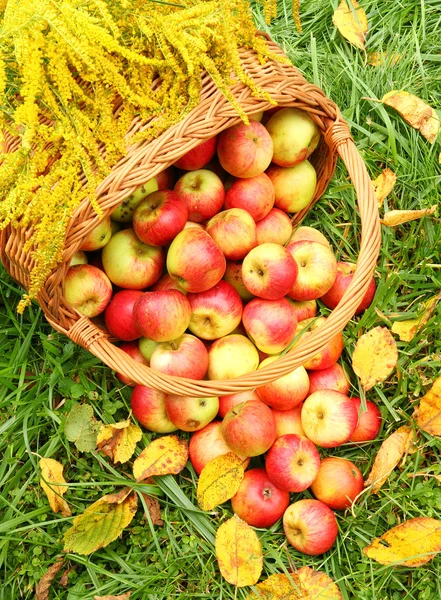 Maçãs vermelhas e amarelas na cesta - Outono no jardim rural . — Fotografia de Stock