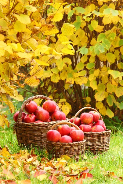 Frische reife Äpfel im Korb. Bild zum Thema Herbst im Biergarten. — Stockfoto