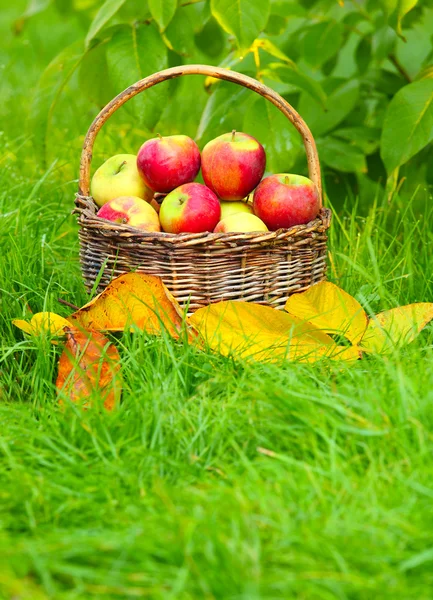 Rode en gele appels in de mand - herfst op de landelijke tuin. — Stockfoto
