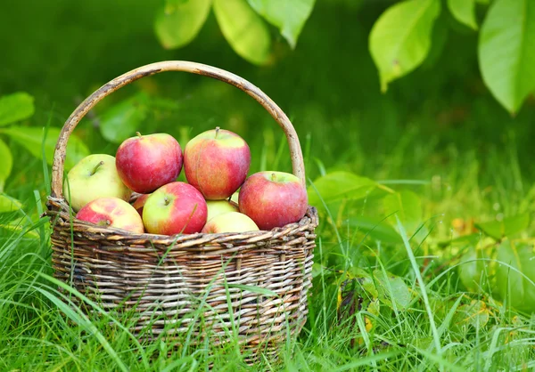Червоні та жовті яблука в кошику - Осінь в сільському саду . — стокове фото